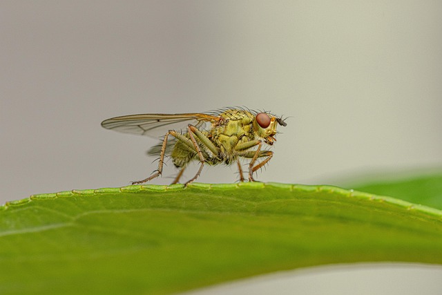 Hmyz doma nikdo nechce. 