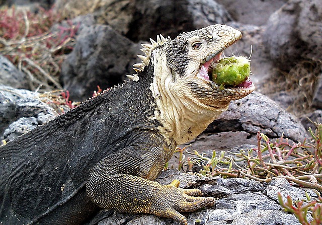 Galapážská Iguana