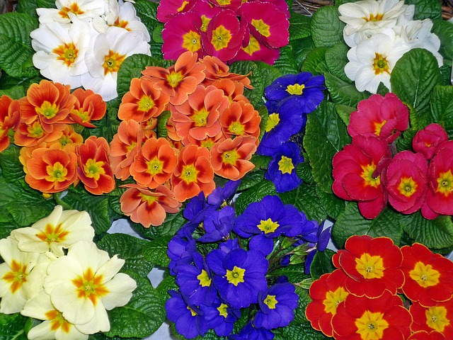 různé barvy květů